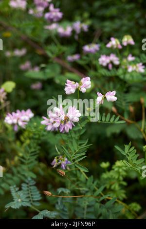 Securigera varia in Blüte Stockfoto