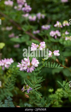 Securigera varia in Blüte Stockfoto