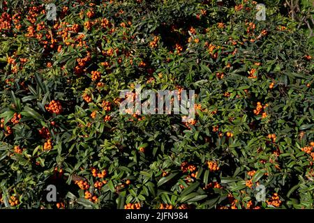 Pyramicantha angustifolia Zweig aus nächster Nähe Stockfoto