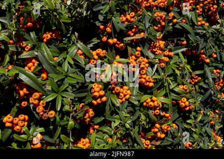 Pyramicantha angustifolia Zweig aus nächster Nähe Stockfoto