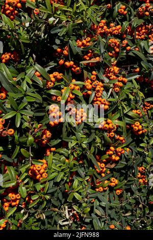 Pyramicantha angustifolia Zweig aus nächster Nähe Stockfoto