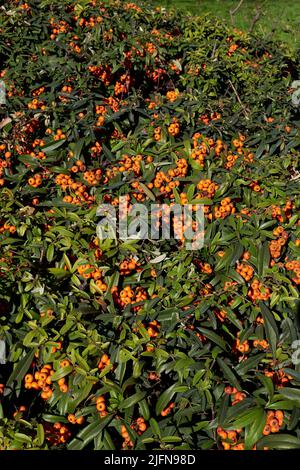 Pyramicantha angustifolia Zweig aus nächster Nähe Stockfoto