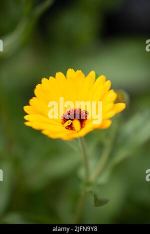 Bilder von beliebten Gartenblumen, die im Sommer in Großbritannien unter begeisterten Gärtnern und Gärtnern blühen Stockfoto