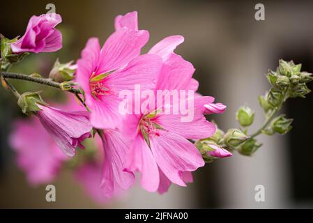 Bilder von beliebten Gartenblumen, die im Sommer in Großbritannien unter begeisterten Gärtnern und Gärtnern blühen Stockfoto