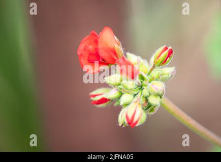 Bilder von beliebten Gartenblumen, die im Sommer in Großbritannien unter begeisterten Gärtnern und Gärtnern blühen Stockfoto