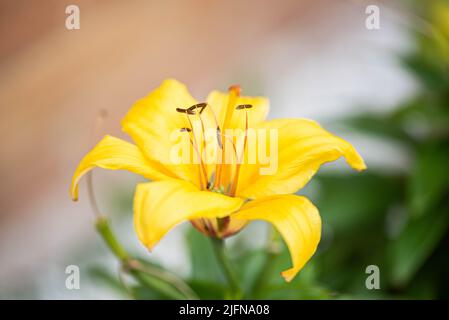 Bilder von beliebten Gartenblumen, die im Sommer in Großbritannien unter begeisterten Gärtnern und Gärtnern blühen Stockfoto