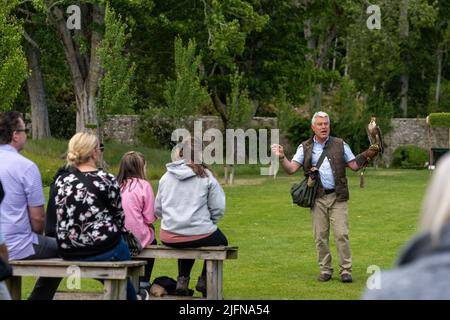 Golspie, Großbritannien - 25. Juni 2022: falconer und Wanderfischer falcone während einer Show in den Gärten von Dunrobin Castle Stockfoto