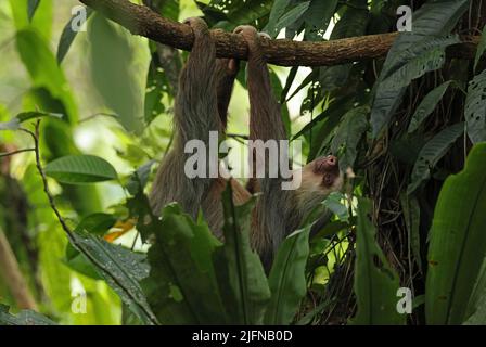 Hoffmanns zweizärbiger Faultier (Choloepus hoffmanni hoffmanni) hängt an der Zweigstelle Costa Rica März Stockfoto