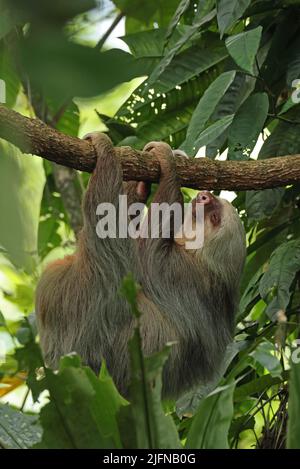 Hoffmanns zweizärbiger Faultier (Choloepus hoffmanni hoffmanni) hängt an der Zweigstelle Costa Rica März Stockfoto