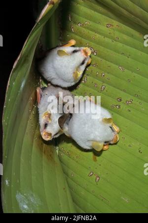 Honduranische weiße Fledermaus (Ectophylla alba) drei Erwachsene brüllend im Blatt La Selva, Costa Rica, März Stockfoto