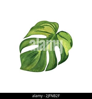 monstera Blatt tropisch, grün, Aquarell botanische Illustration, handgezeichnet, isoliert. Perfekt für Kartengestaltung, Einladung, Scrapbooking, Stoffprin Stockfoto