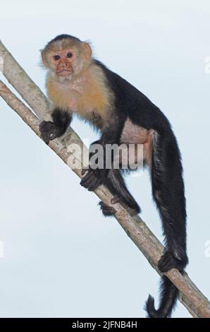 Weißkehliger Kapuziner (Cebus imitator), unreif, steht auf der Osa-Halbinsel, Costa Rica, März Stockfoto