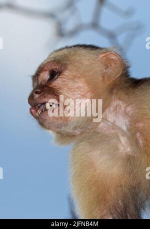 Weißkehliger Kapuziner (Cebus-Imitator), Nahaufnahme des erwachsenen Kopfes der Osa-Halbinsel, Costa Rica, März Stockfoto