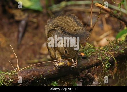 Rotschwanzhörnchen (Sciurus granatensis hoffmanni) Erwachsener, der auf einem gefallenen Ast sitzt und Früchte isst Costa Rica, März Stockfoto