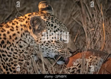 Eine Nahaufnahme eines Leoparden, der seinen Impala-Kill in Südafrika frisst, Safari Stockfoto