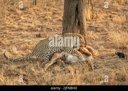 Eine Nahaufnahme eines Leoparden, der seinen Impala-Kill in Südafrika frisst, Safari Stockfoto