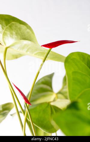 Blütenknospen aus anthurium, auch bekannt als Rückenblume, Flamingo und Lakeleaf, rote Blütenknospen mit isolierten Blättern auf weißem Hintergrund Stockfoto