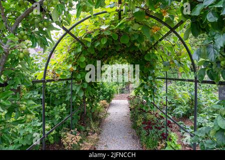 Obstbogen Thornbridge Hall Gardens in der Nähe von Bakewell in Derbyshire, England. Stockfoto