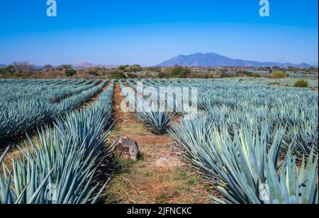Blue Agave Field in Tequila, Jalisco, Mexiko Stockfoto