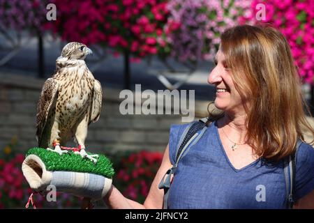 Dubai, Falke, Dubai Falke, schöne Frau kommuniziert mit einem Falken im Miracle Garden in Dubai Stockfoto