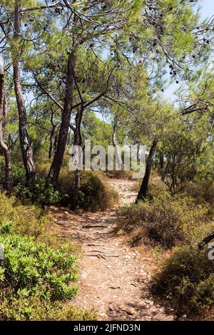 Blick auf Pinien, die Pinus brutia genannt werden, und einen Pfad, der in der türkischen Ägäis eingefangen wurde. Es ist ein sonniger Sommertag. Stockfoto