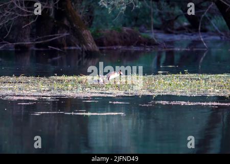 Der Großregentaucher ist ein Vogel, der Süßwasserteiche bevorzugt, es ist eine teilweise sitzende und brütende Art in Seen. Auf dem Kopf steht ein Dou Stockfoto