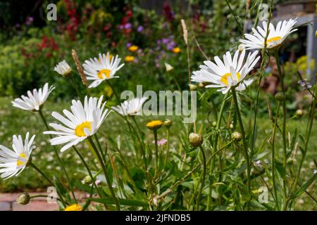 Weiße Gänseblümchen in einem englischen Landgarten im Sommer Stockfoto