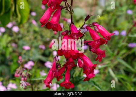 Penstemon „Andenken an Friedrich Hahn“ Sussex, Großbritannien Stockfoto