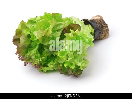 Frische Salatblätter in Einwegtopf isoliert auf weiß Stockfoto