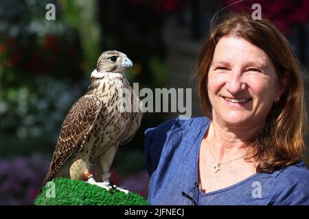 Dubai, Falke, Dubai Falke, schöne Frau kommuniziert mit einem Falken im Miracle Garden in Dubai Stockfoto