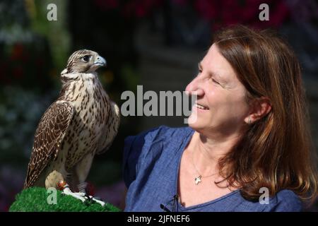 Dubai, Falke, Dubai Falke, schöne Frau kommuniziert mit einem Falken im Miracle Garden in Dubai Stockfoto