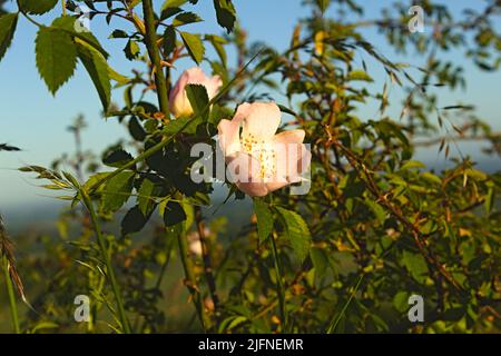 Rosa Canina Hundrose weiße Blume Stockfoto