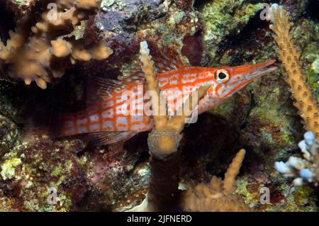 Langnasen-Falkenfisch, Oxycirrites typus. Stockfoto