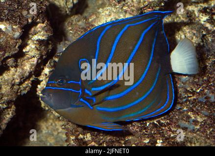 Blauring-Angelfisch, Pomacanthus annularis. Stockfoto