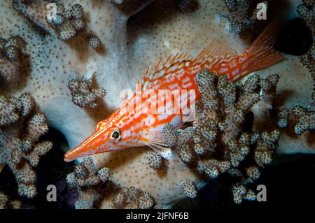 Langnasen-Falkenfisch, Oxycirrites typus. Stockfoto