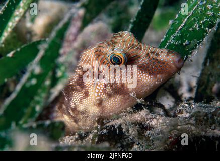 Gefleckte Scharfnase (Canthihaster solandri), die in einem Seegrasbett bei Cabilao, den Phillipinen, nachts ruht. Stockfoto