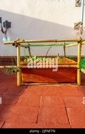 Detail einiger Radieschen, die in mehreren Plastiktöpfen gepflanzt wurden, die vor Vögeln geschützt sind, mit einer Struktur aus Schilf und Netzen in einem städtischen Garten. Stockfoto