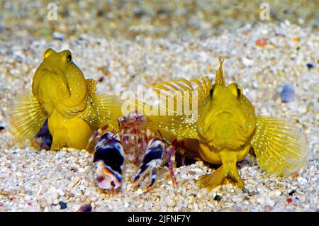 Ein Paar Gelbwächter-Goby (Cryptocentrus cinctus) mit ihrer commensal Pistol-Garnele (Alpheus sp.). Stockfoto