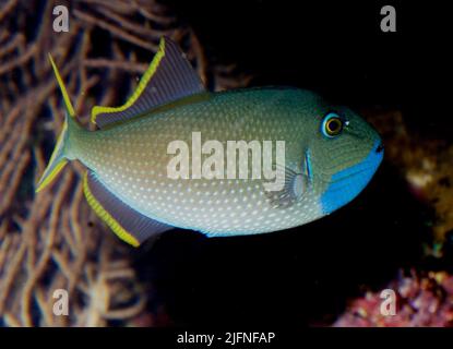 Bluechin Triggerfisch, Xanthichthys auromarginatus (Männchen). Stockfoto