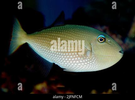 Bluechin Triggerfisch, Xanthichthys auromarginatus (Weibchen). Stockfoto