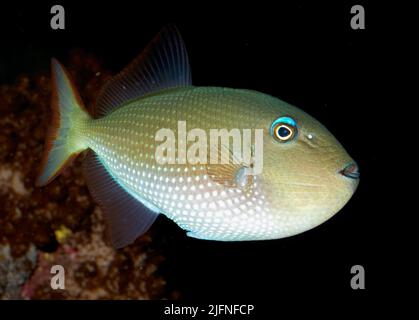 Bluechin Triggerfisch, Xanthichthys auromarginatus (Weibchen). Stockfoto