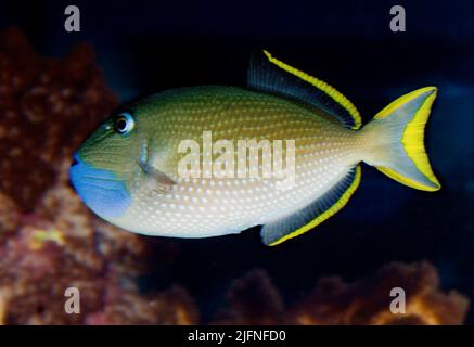 Bluechin Triggerfisch, Xanthichthys auromarginatus (Männchen). Stockfoto