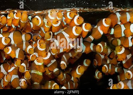Juvenile Ocellaris Clownfische (Amphiprion ocellaris), die in Gefangenschaft aufwachsen. Stockfoto