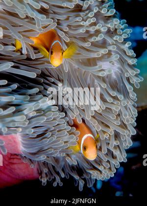 Ein Paar maldivischer Anemonefische (Amphiprion nigripes) in der herrlichen Wirtsseeanemone (Heteractis magnifica) Stockfoto