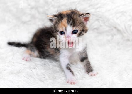 Niedliches kleines Kätzchen sitzt auf einer weichen Decke. Schöne niedliche Kätzchen mähen und lächeln Stockfoto