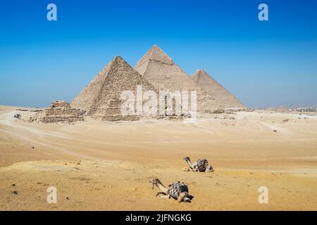 Kamele ruhen um Gizeh Pyramidenkomplex, Gizeh, Kairo, Ägypten Stockfoto