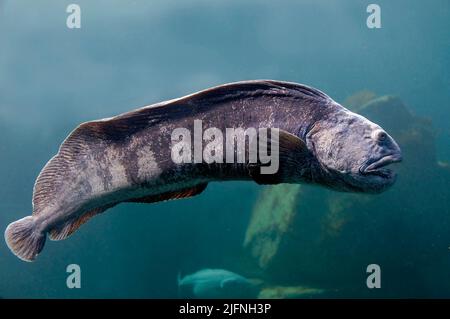 Arktischer Wolff, Anarhichas denticulatus. Stockfoto