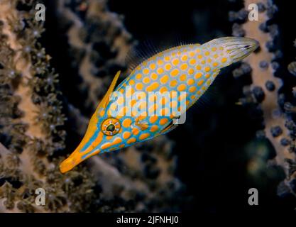 Orangefarbener Filefisch (Oxymonacanthus longirostris). Stockfoto