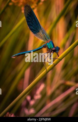 Eine blau schillernde Libelle sitzt auf einem Grashalm. Eine schöne Nahaufnahme Stockfoto