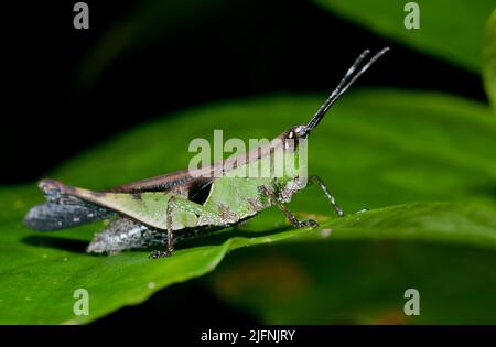 Nicht identifizierte Arten von kurzhörnigen Grasshopper, Familie Acrididae, aus La Selva, Ecuador. Stockfoto
